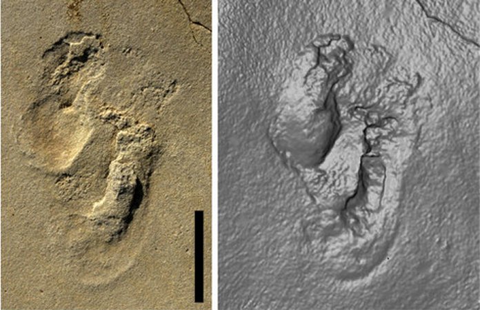 Controversial Discovery Of 5,7-Million-Year-Old Footprints On Crete ...