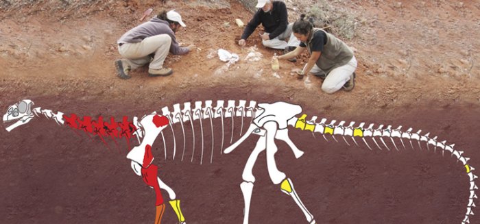 Oldest Giant Dinosaur Species Discovered In Argentina Ancient Pages 