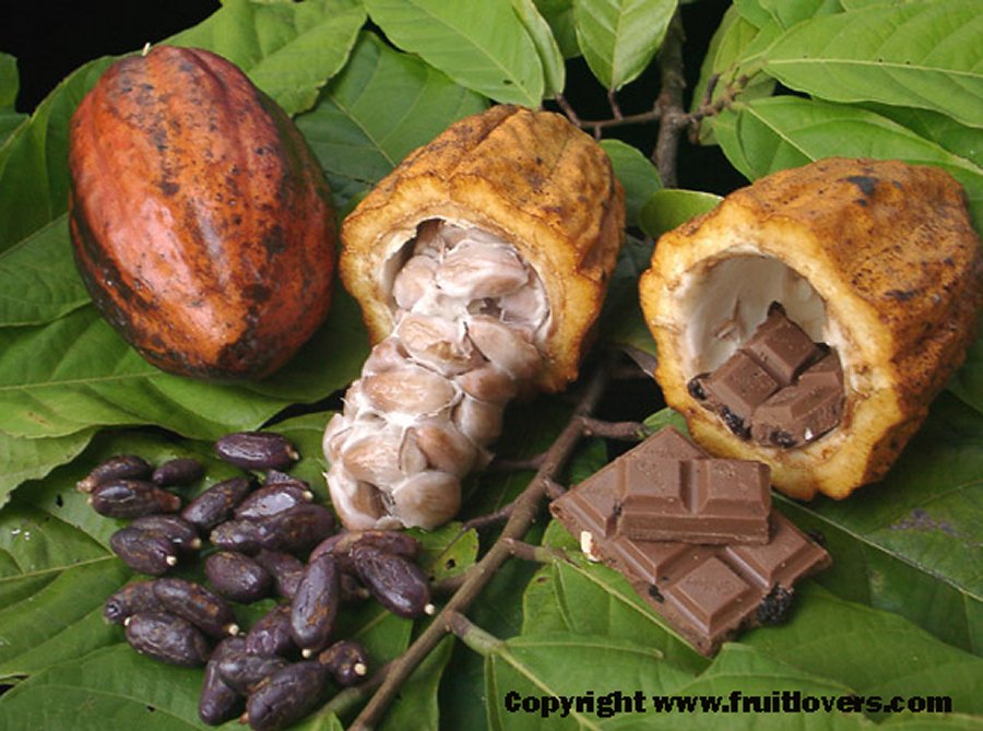 Cacao Tree Was Born 10 Million Years Ago It's Much Older Than