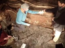 Researchers Zenobia Jacobs, Bo Li and Kieran O'Gorman collecting sediment samples in the South Chamber. © Credit: Dr. Richard G. Roberts