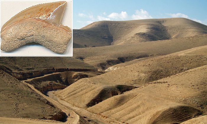 Mystery Of The 80 Million-Year-Old Sharks' Teeth In The City Of David