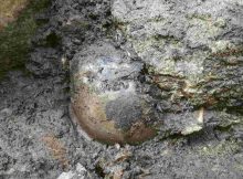 The skull from a birkebeiner. Photo: NIKU / NTB scanpix