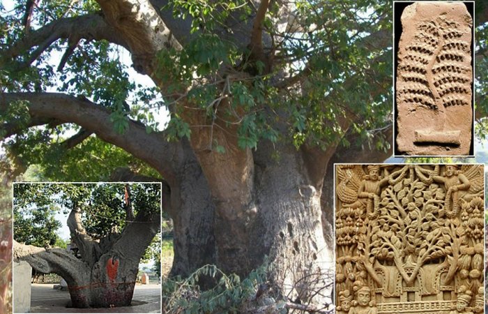 Kalpa Tree 'Kalpavriksha': The Sacred Wishing Tree Has Been Object Of ...