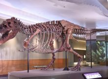 On This Day In History: ‘Sue’ Largest Tyrannosaurus Rex Skeleton Discovered In South Dakota – On August 12, 1990