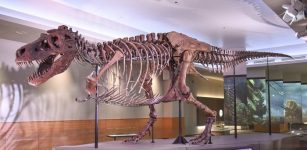 On This Day In History: ‘Sue’ Largest Tyrannosaurus Rex Skeleton Discovered In South Dakota – On August 12, 1990