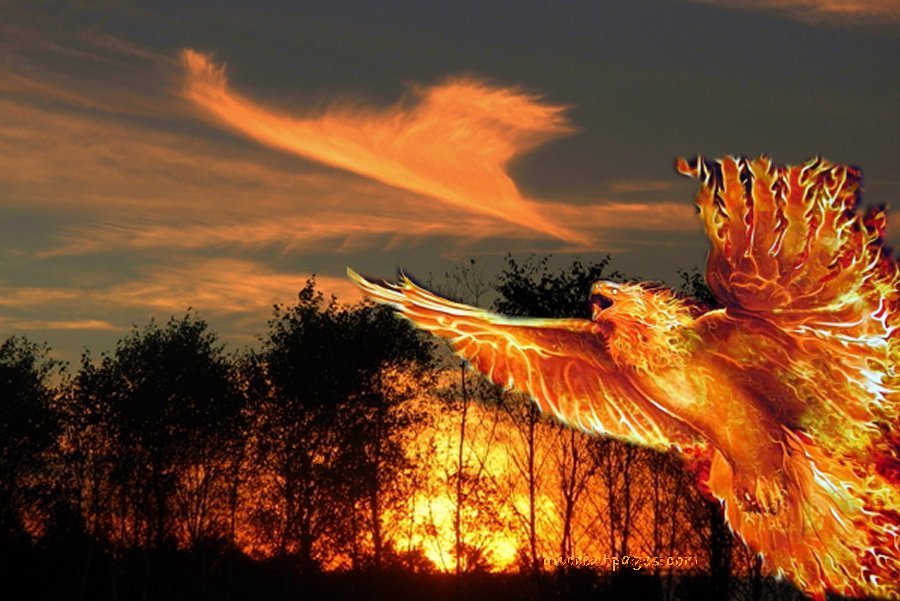 Mythical Fiery Bird Phoenix In Mythologies Of Many Ancient Cultures 