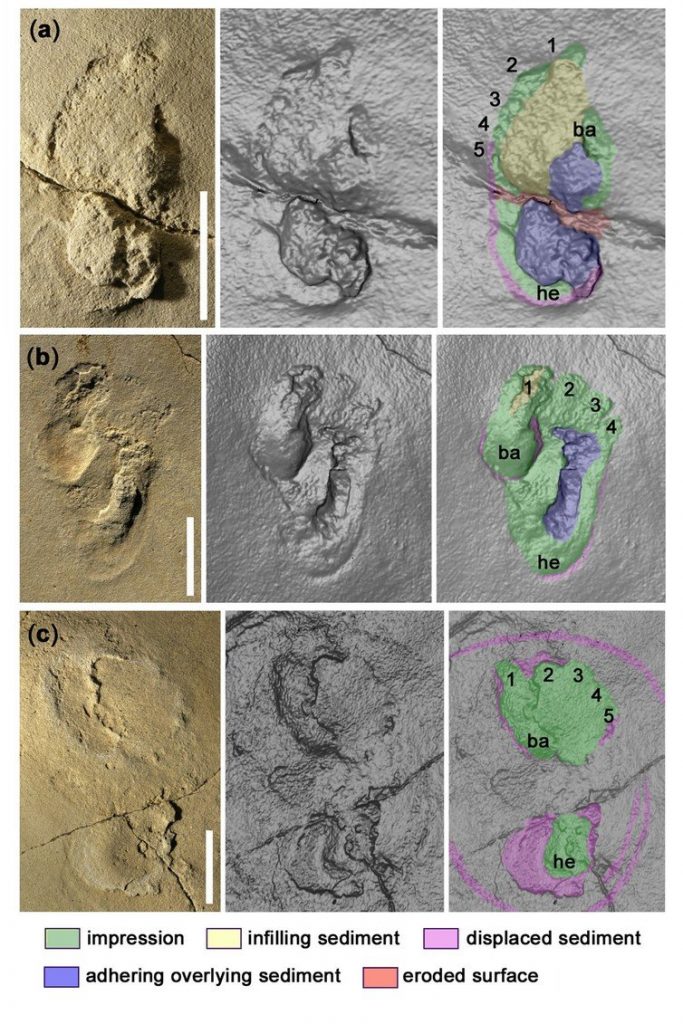 Controversial Discovery Of 5,7-Million-Year-Old Footprints On Crete ...