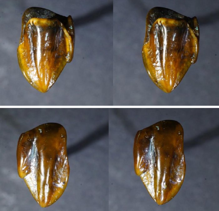 Controversial 9,7-Million-Year-Old Teeth May Re-Write Human History ...