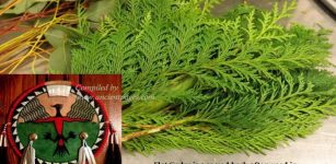 Cedar - Sacred Tree With Medicine Power In Native American Beliefs