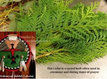 Cedar - Sacred Tree With Medicine Power In Native American Beliefs