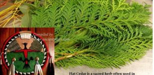 Cedar - Sacred Tree With Medicine Power In Native American Beliefs