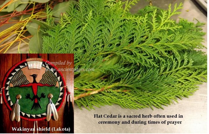 Cedar - Sacred Tree With Medicine Power In Native American Beliefs