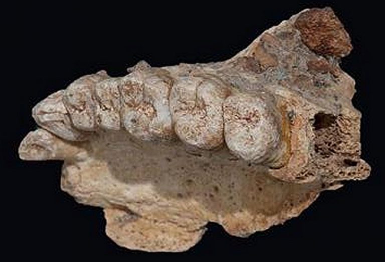 Earliest Modern Human Fossil Outside Africa Unearthed At Misliya Cave ...