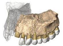 Reconstruced maxilla from microCT images. Credit: Gerhard Weber, University of Vienna, Austria.