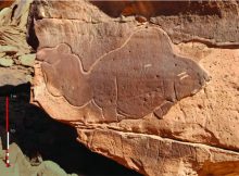 Huge Ancient Animal Sculptures Made By Unknown Carvers At Camel Site In Saudi Arabia Puzzle Archaeologists