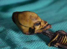 Controversial Atacama Skeleton Is Not An Alien - DNA Study Reveals