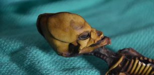Controversial Atacama Skeleton Is Not An Alien - DNA Study Reveals