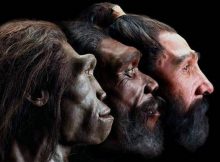 Homo Erectus Was Too Lazy And Went Extinct