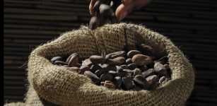 Cacao Originated 1,500 Years Earlier Than Previously Thought And Comes From South America