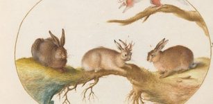 Jackalope – Are Mythical Horned Hares Real?