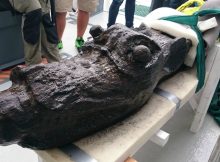 The wooden monster was brought to the Danish National Museum in 2016, where archaeologists and conservationists analysed the wood for traces of paint. (Photo: Johan Rönnby, Södertörn University)