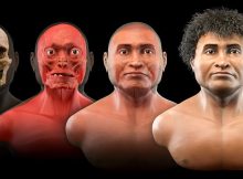 This shows the stages of facial reconstruction of Diarum, the Siberian Asian man's skull.