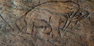 A casting of the fossil found at what has become known as the Old Vero Man site in Vero Beach depicting an etching of a mastodon or mammoth.