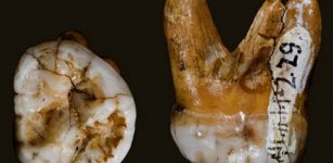 The molar found in the Denisova cave, as seen from above and the side. Photo: courtesy David Reich/Nature