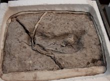 Discovery Of Oldest Human Footprint In The Americas Can Re-Write History