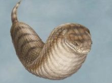 Is The Legendary Tsuchinoko Real?