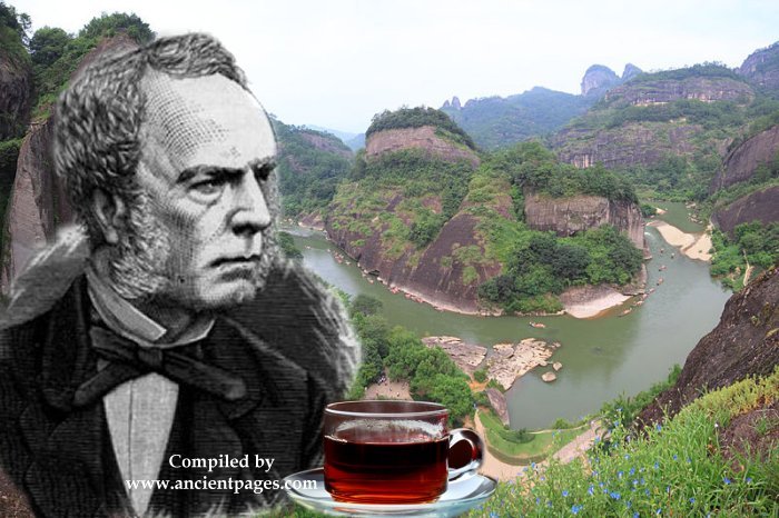 Robert Fortune's Dangerous Mission To Obtain Tea From The Chinese