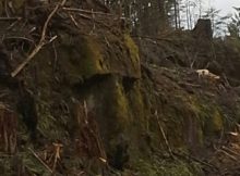 Mysterious Giant Rock Face Discovered On B.C's Central Coast - Natural Formation Or Man-Made?