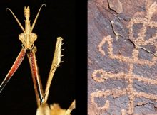 The 'squatter mantis man' petroglyph next to a 10 cm scale bar.