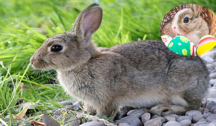 Once Brown hares were treated as gods