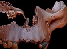 Digital reconstruction of specimen ATD6-69 from the Homo antecessor collection.