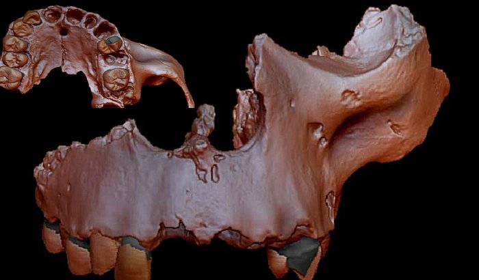 Digital reconstruction of specimen ATD6-69 from the Homo antecessor collection.