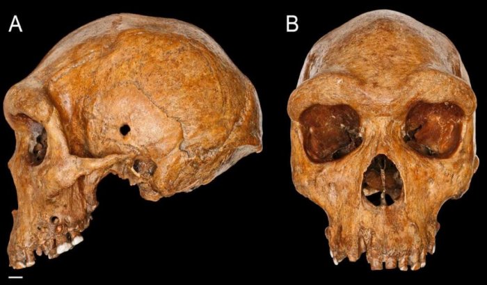 The Broken Hill (Kabwe 1) skull is one of the best-preserved fossils of Homo heidelbergensis. Credit: Natural History Museum London.