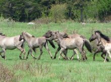 Herd of Sorraia , Portuguese breed whose primitive type is also close to the first domestic horses.