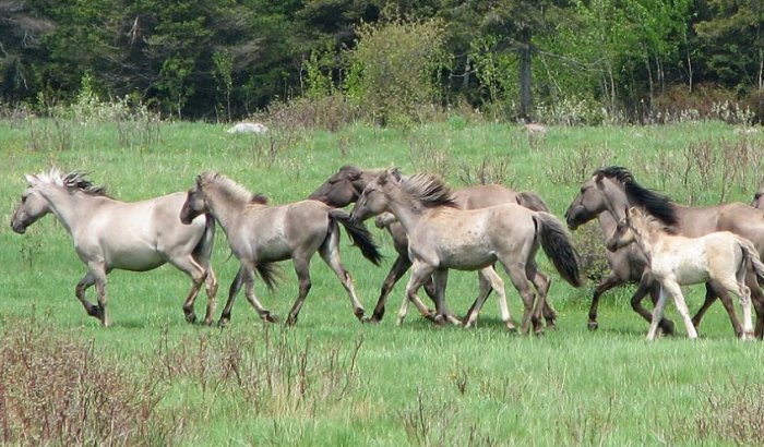 Herd of Sorraia , Portuguese breed whose primitive type is also close to the first domestic horses.