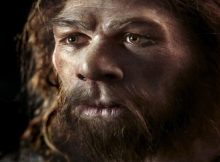 Neanderthals' gene related to pain