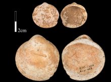 Shells from Qafzeh Cave on which use-wear was studied. Credit: Bar-Yosef Mayer et al, 2020