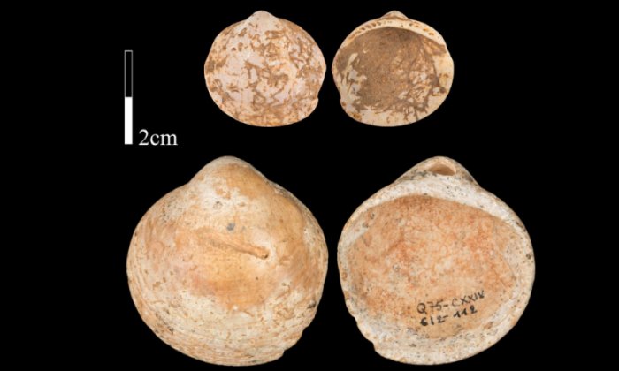 Shells from Qafzeh Cave on which use-wear was studied. Credit: Bar-Yosef Mayer et al, 2020