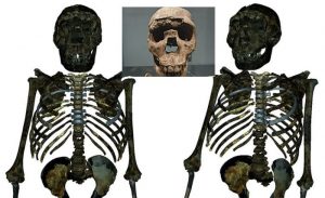 turkana boy erectus homo