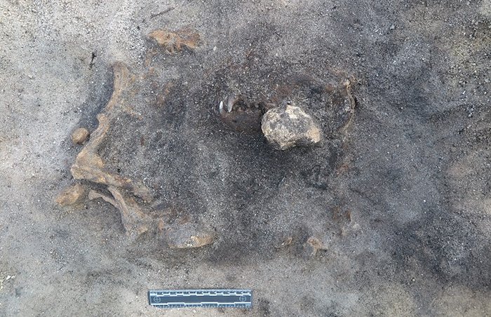 Unique 8,400-Year-Old Burial Of A Dog Different From Modern Dogs Discovered In Sweden 