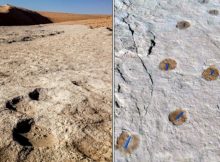 Elephant (left) and camel (right) trackways. Credit: Stewart et al., 2020