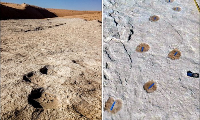 Elephant (left) and camel (right) trackways. Credit: Stewart et al., 2020