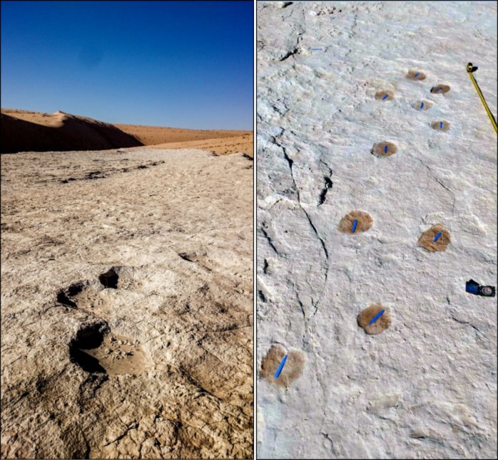 Elephant (left) and camel (right) trackways. Credit: Stewart et al., 2020