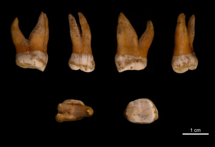 Interbreeding With Modern Humans Wiped Out Neanderthals' Y Chromosomes 100,000 Years Ago