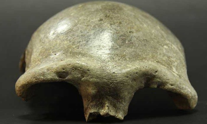 The skullcap found in the Salkhit Valley in eastern Mongolia belonged to a woman who lived 34,000 years ago. Analyses showed: She had inherited about 25 percent of her DNA from Western Eurasian. Credit: Institute of Archaeology, Mongolian Academy of Sciences