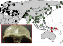 In humans today, concentrations of Denisovan DNA is highest in Australia and Papua New Guinea (red), but the new study found higher-than-expected levels in South Asia (light green).